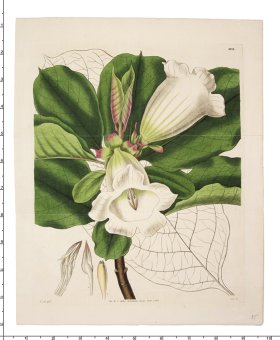 (image for) Curtis Botanical 041