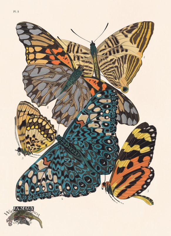 (image for) Seguy Butterfly 03