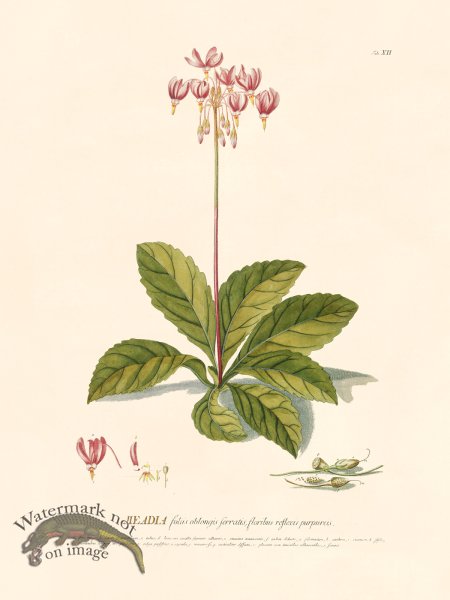 (image for) Trew Botanical 12