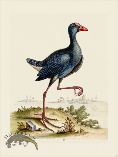 (image for) Edwards 087 Purple Water Hen