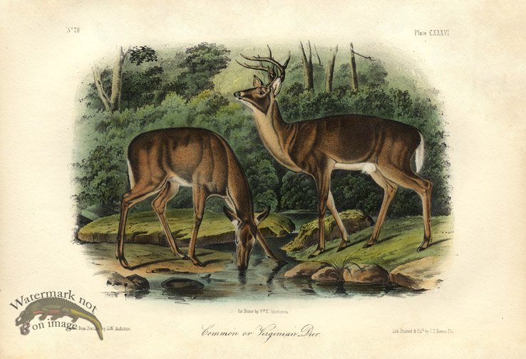 (image for) Common or Virginian Deer