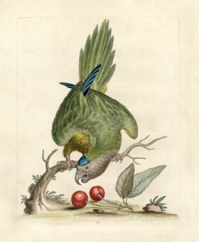 (image for) Edwards Parrot 10.jpg