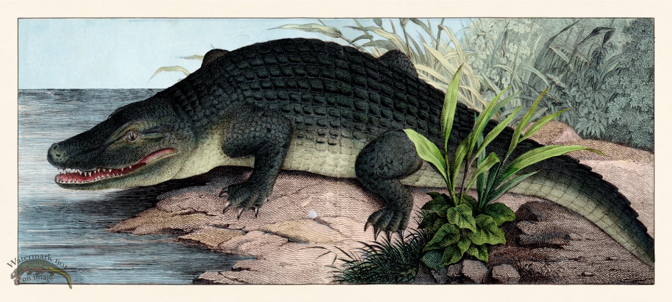 (image for) Schubert Single Gator 1870