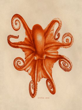 Octopus Orange 03