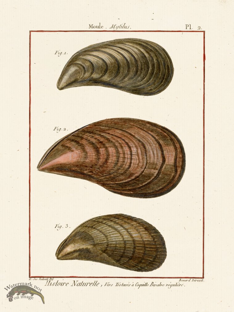 (image for) Diderot Shell 02