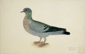 132 Swedish Birds . Columba Oenas, Stock Dove