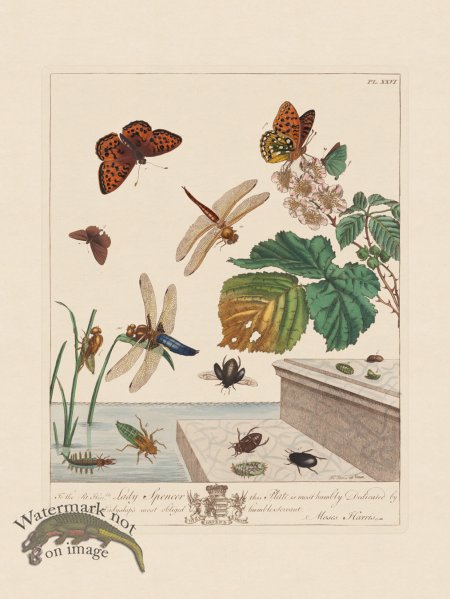 (image for) Moses Harris Insects 26