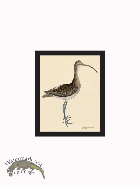 (image for) Rudbeck CFA_BF 300 Eskimo Curlew