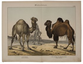 Camel 