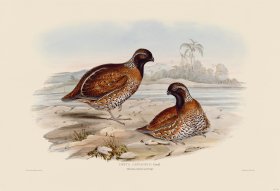 03 Chestnut-colored partridge