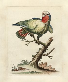 (image for) Edwards Parrot 18.jpg