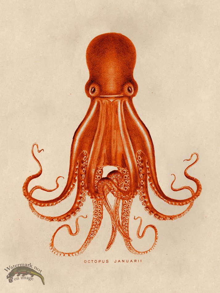 (image for) Octopus Orange 07