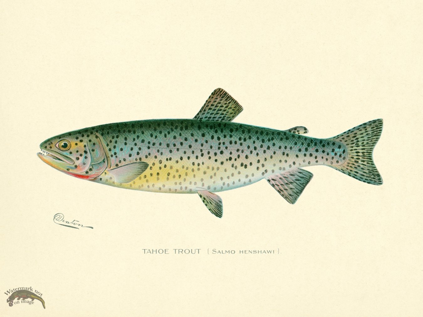 Trout Tahoe