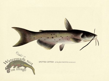 (image for) Catfish Spotted