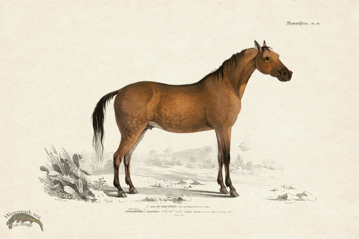 FNH 15 Arabian Horse