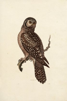 KO 17 Little Hawk Owl