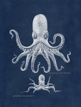 Octopus Blue 13