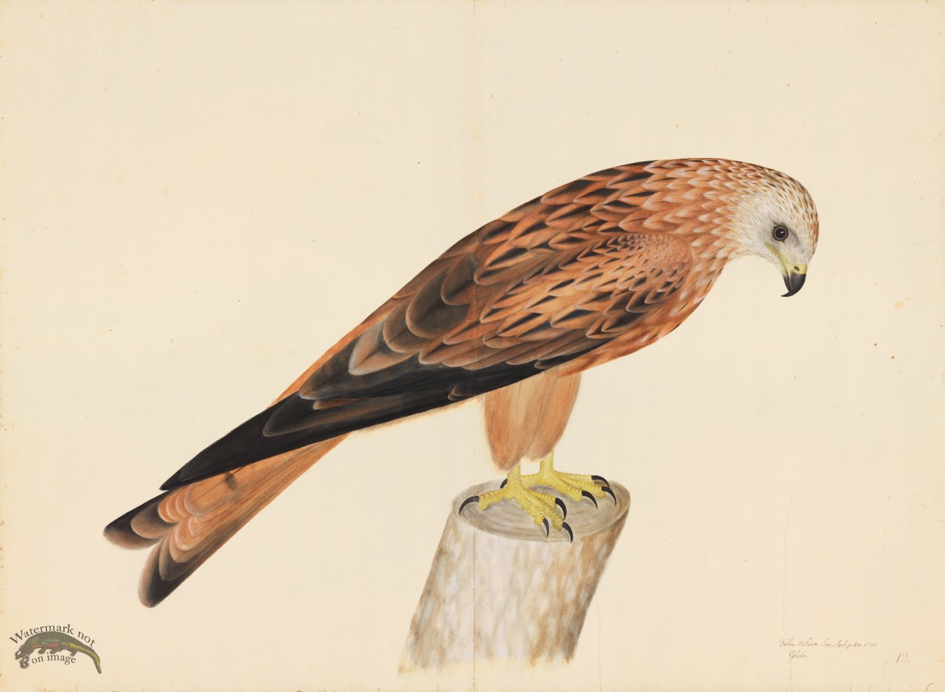 (image for) RED KITE . PL 12