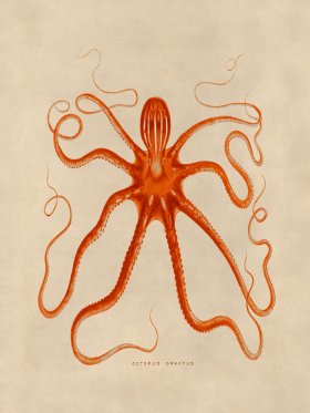 Octopus Orange 18