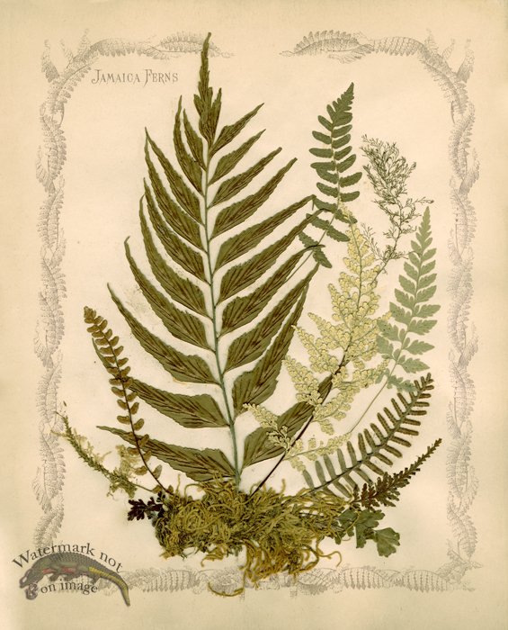 Jamaican Fern 05