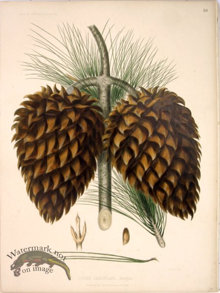 (image for) Lawson Pine Cone 02