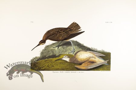 (image for) Esquimaux Curlew