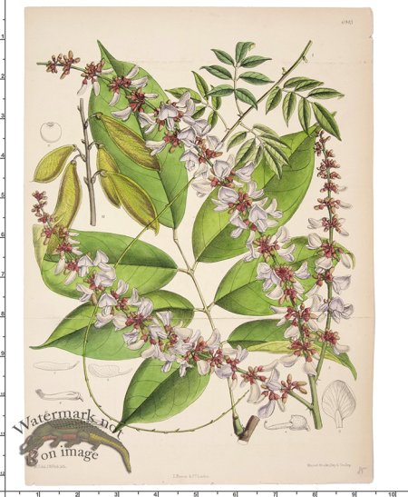 (image for) Curtis Botanical 056