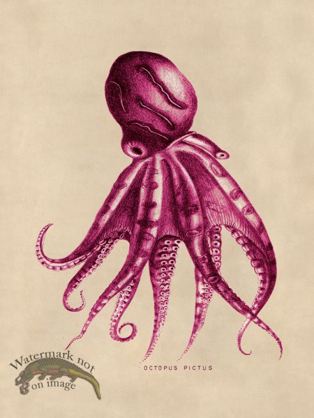 (image for) Octopus Pink 10