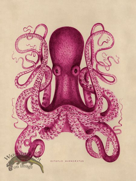 (image for) Octopus Pink 01