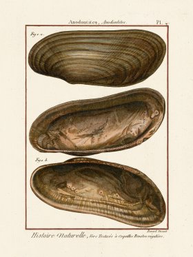 Diderot Shell 04