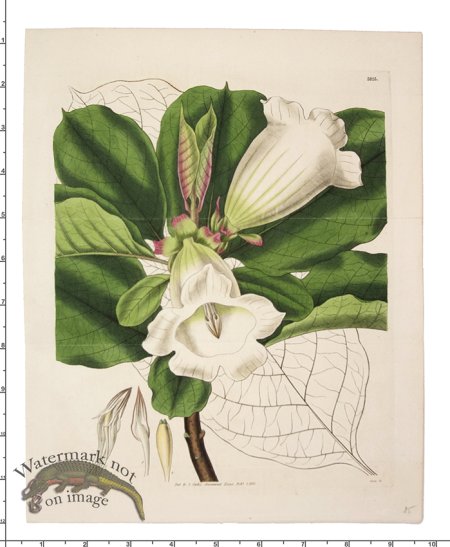 (image for) Curtis Botanical 041