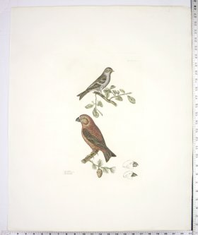 (image for) Parrot Grofsbill and Lefser Redpole