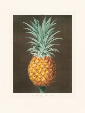 Brookshaw Fruit 02