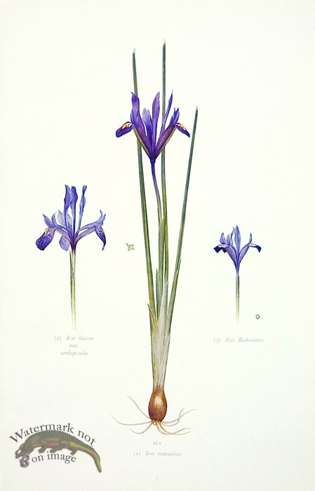 (image for) Dykes Iris 14