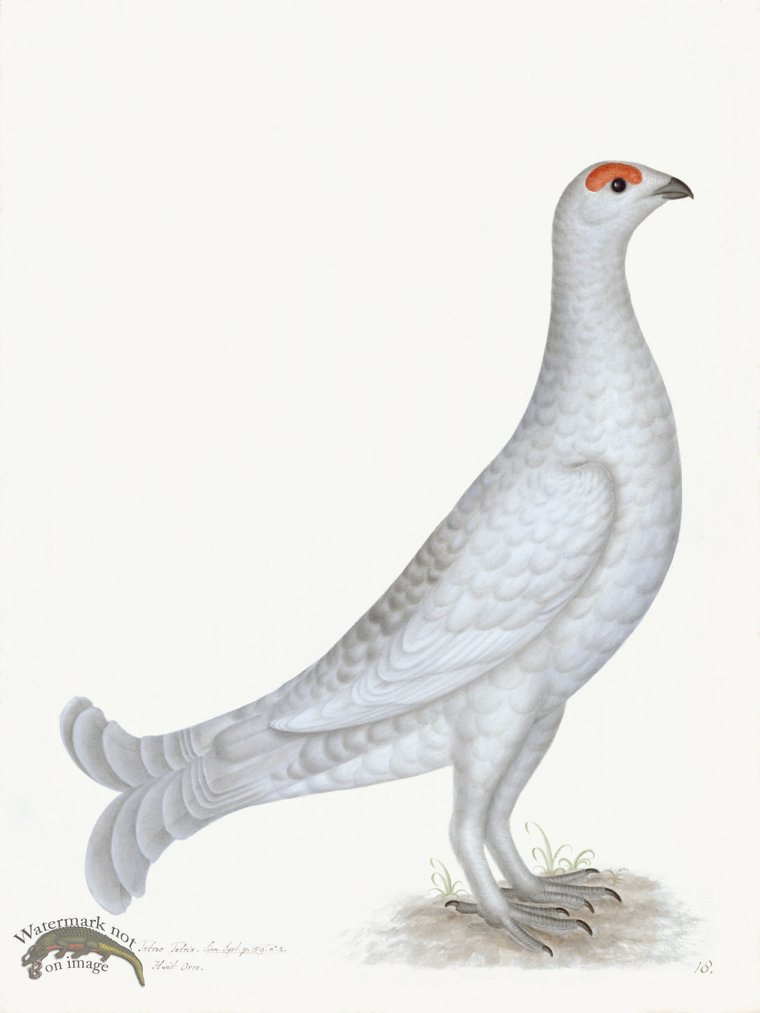 (image for) Rudbeck 018 GROUSE ALBINO 18x24