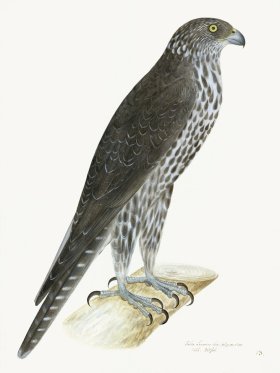 Rudbeck 013 GYR FALCON 18x24