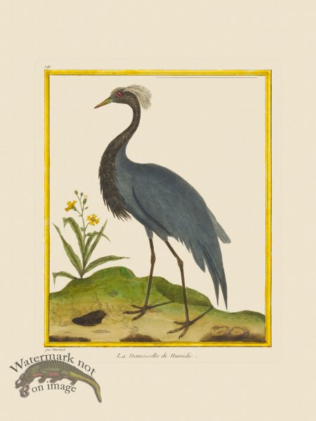 (image for) Martinet Bird 241