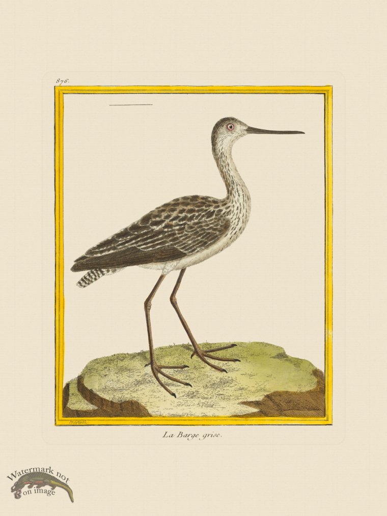 (image for) Martinet Bird 876