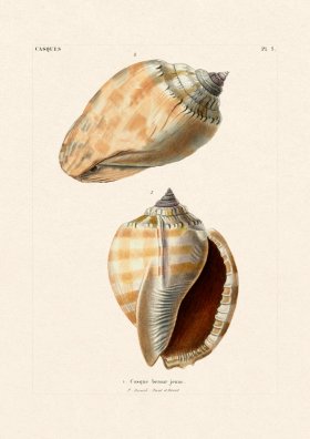 French Shell 005