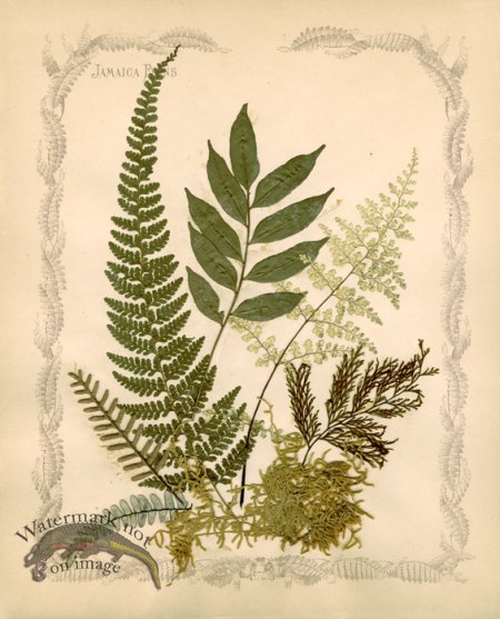 (image for) Jamaican Fern 07