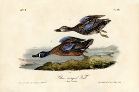 Blue-winged Teal