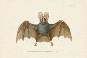 (image for) FNH 25 Yellow winged Bat