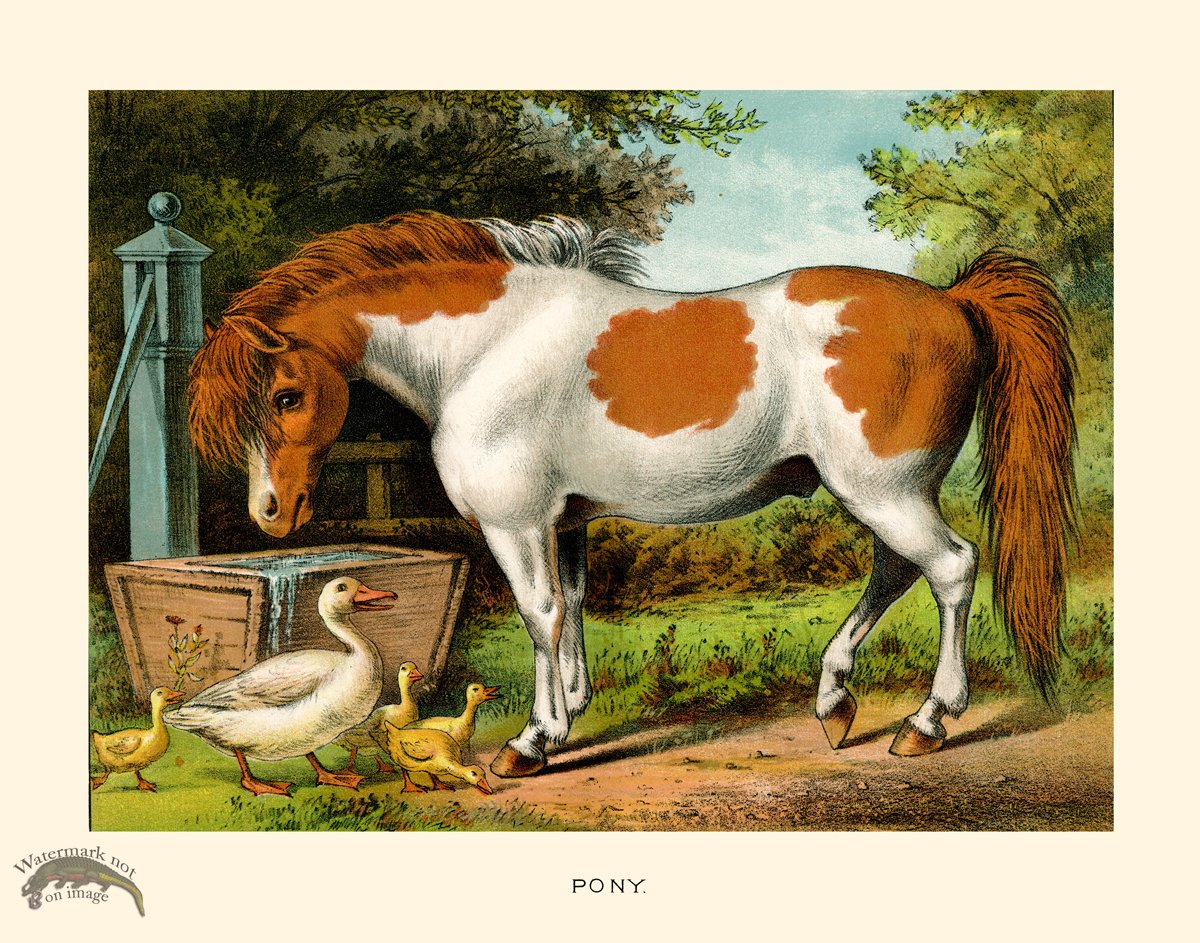 CP 10 Pony