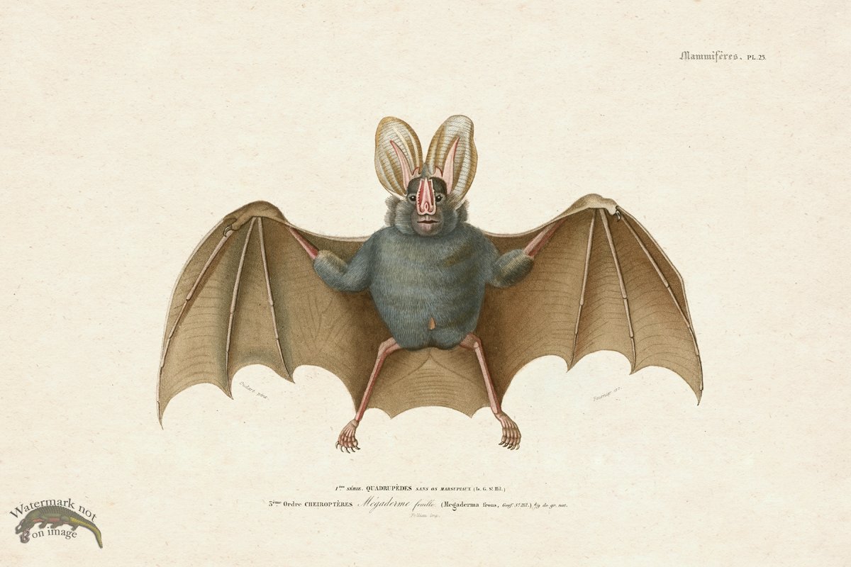 FNH 25 Yellow winged Bat