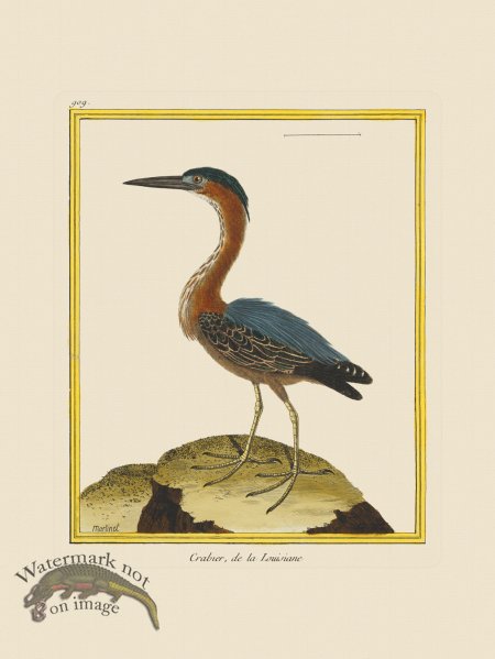 (image for) Martinet Bird 909