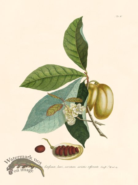 (image for) Trew Botanical 05