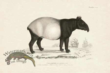 (image for) FNH 21 Malayan tapir