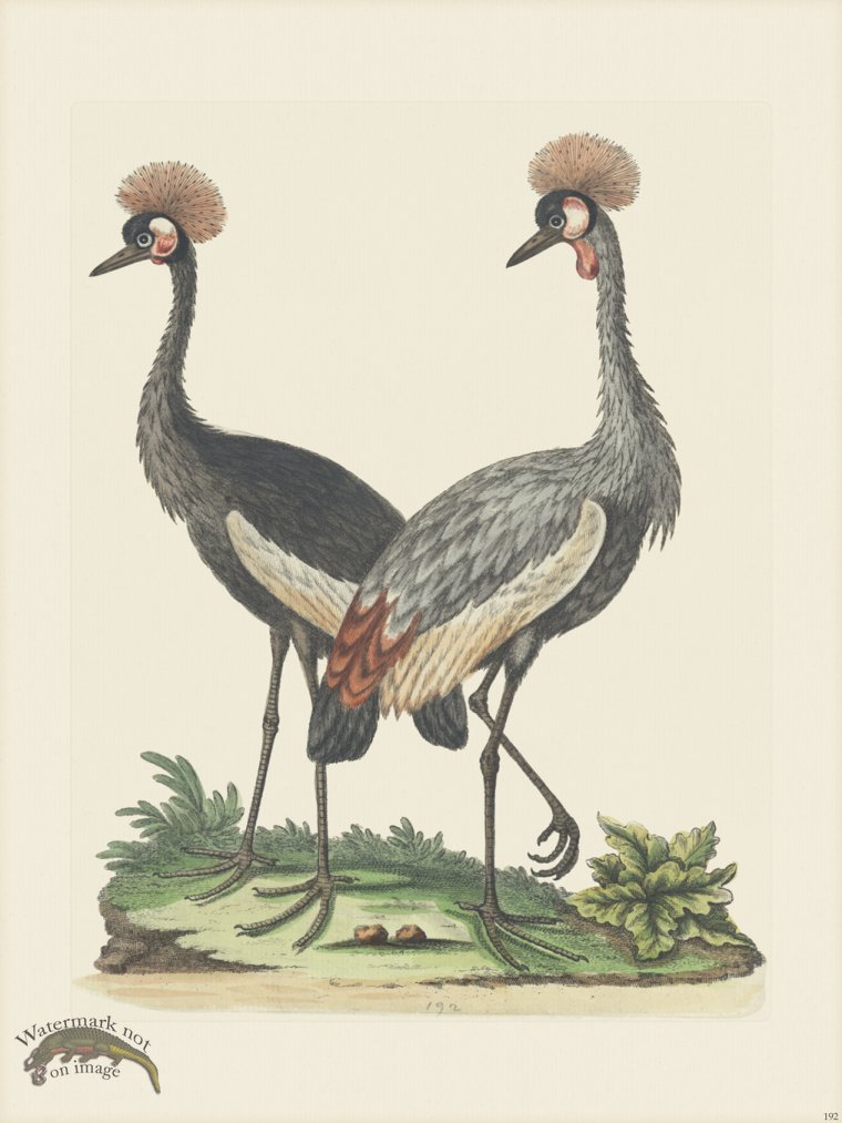 (image for) Edwards 192 Crowned African Crane