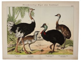 Ostrich Cassowary