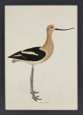 (image for) Tribute BFs 06 - American Avocet